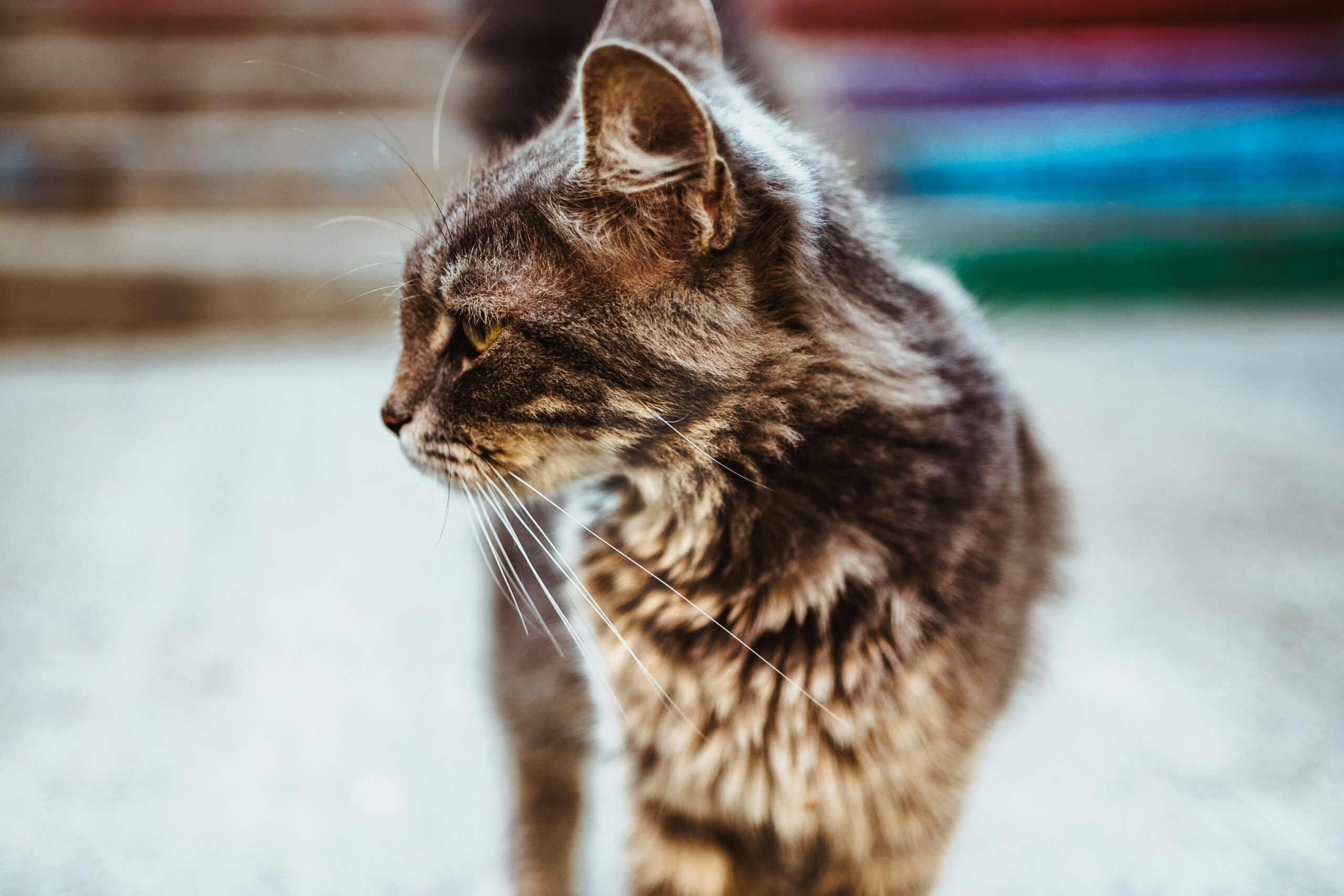 Cat-titude is Everything: Decoding the Mysterious Mind of Your Feline Friend