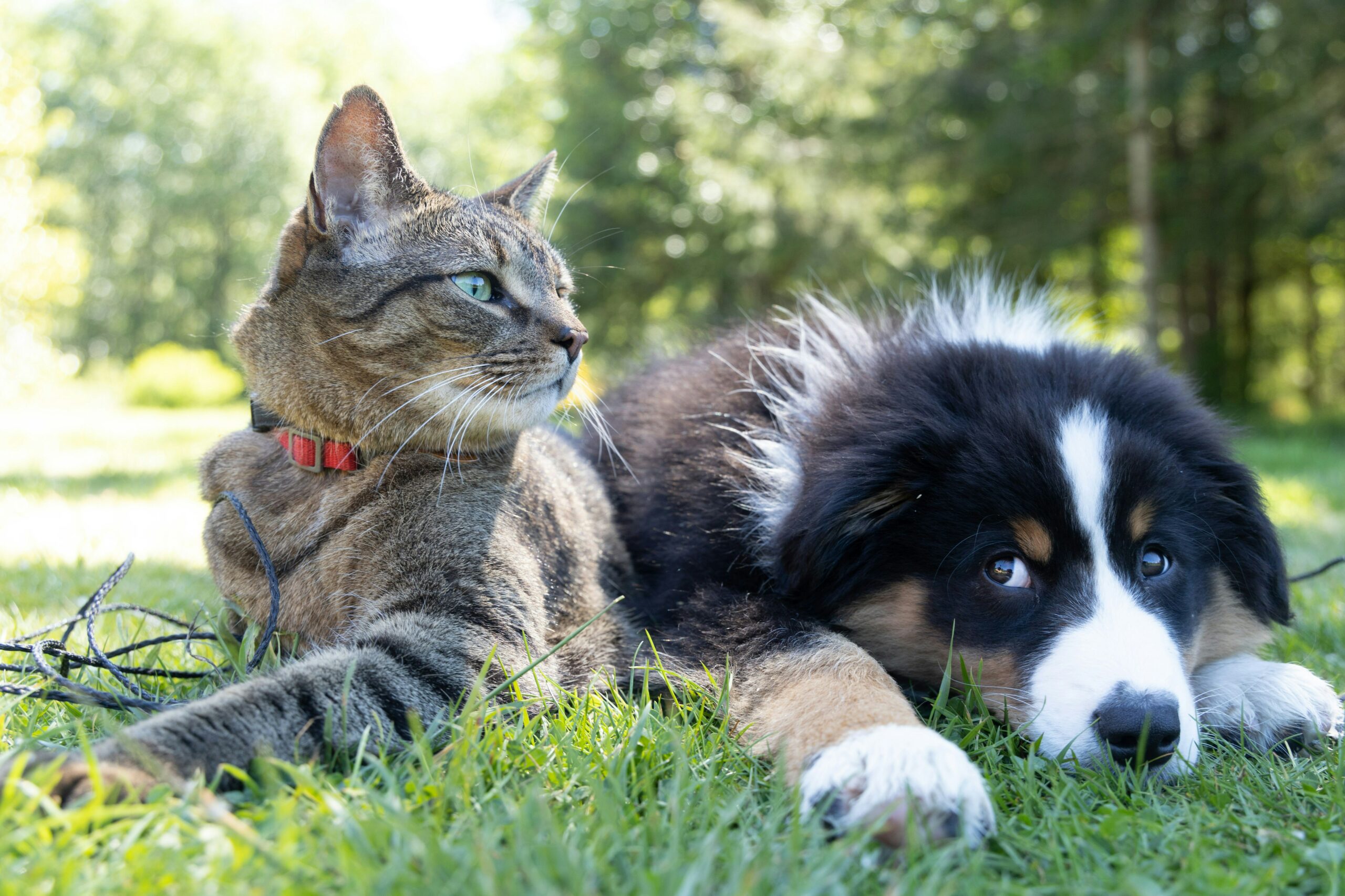 Life with Pets: Heartwarming Stories of Unbreakable Bonds Between Humans and Animals